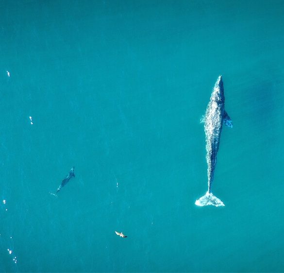 weDo World Oceans Day Image of endangered whale swimming in the peaceful ocean