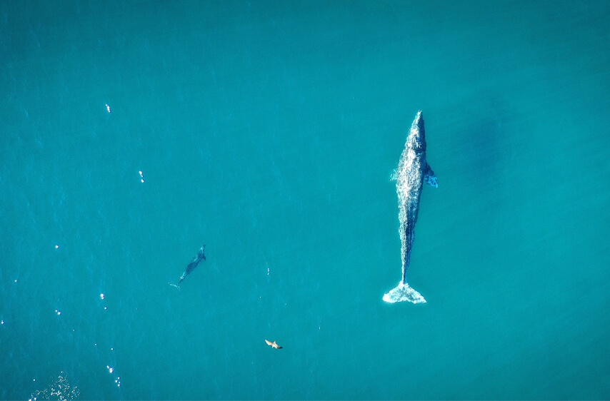 weDo World Oceans Day Image of endangered whale swimming in the peaceful ocean