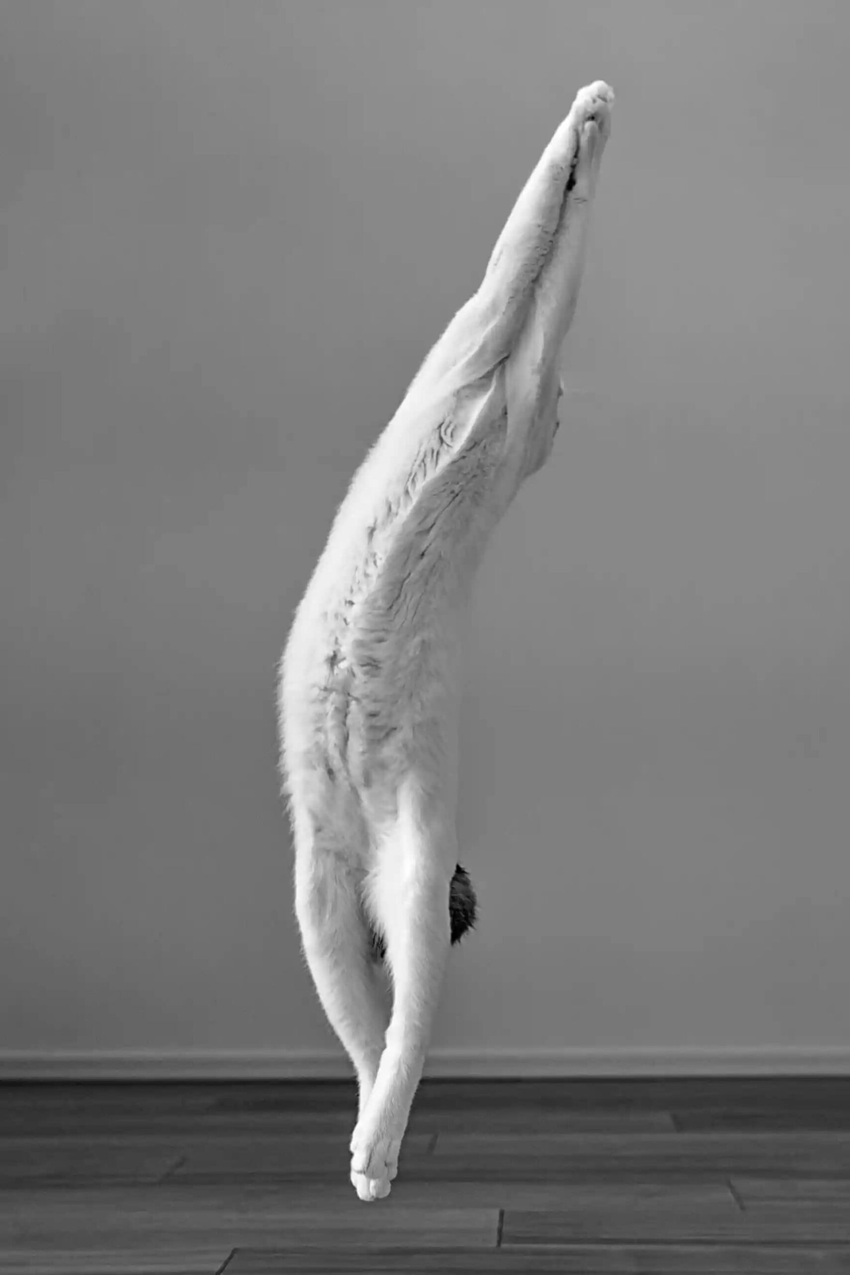 Ballerina, KAZUTOSHI ONO, JAPAN